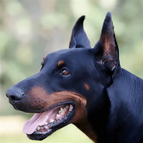 Doberman ears cropped. Things To Know About Doberman ears cropped. 
